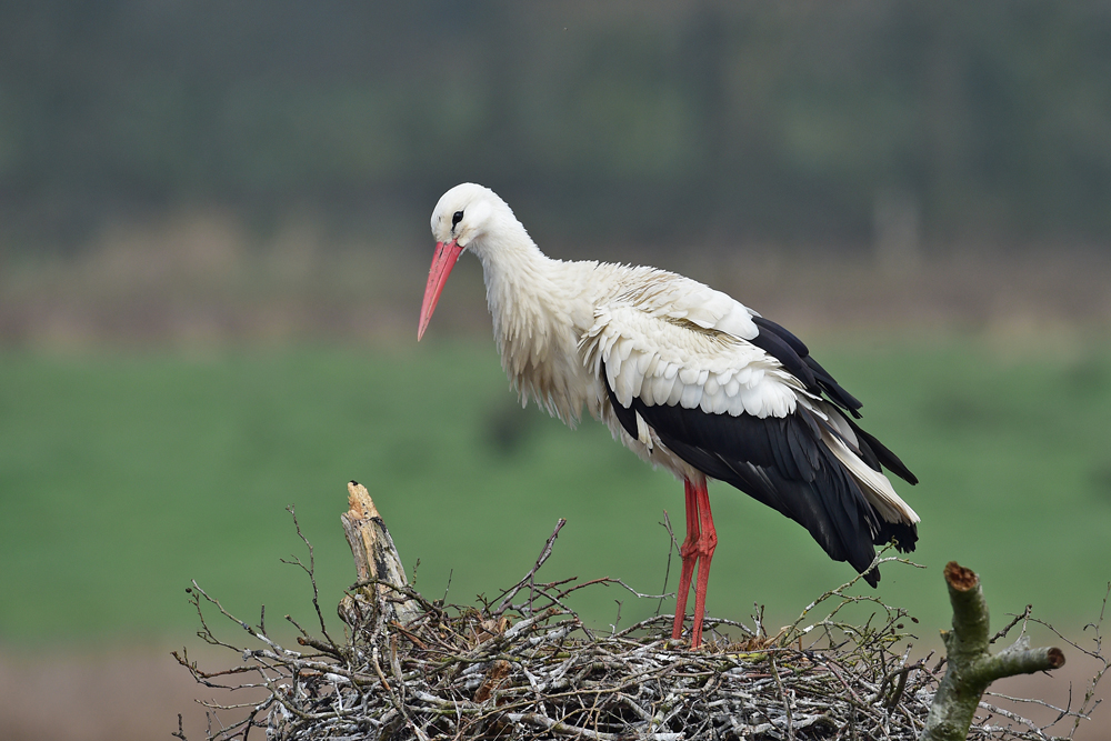 Storch klassisch