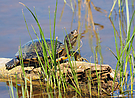 Maurische Bachschildkröte (Mauremys leprosa)