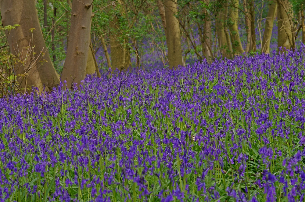 "Blauer Wald"