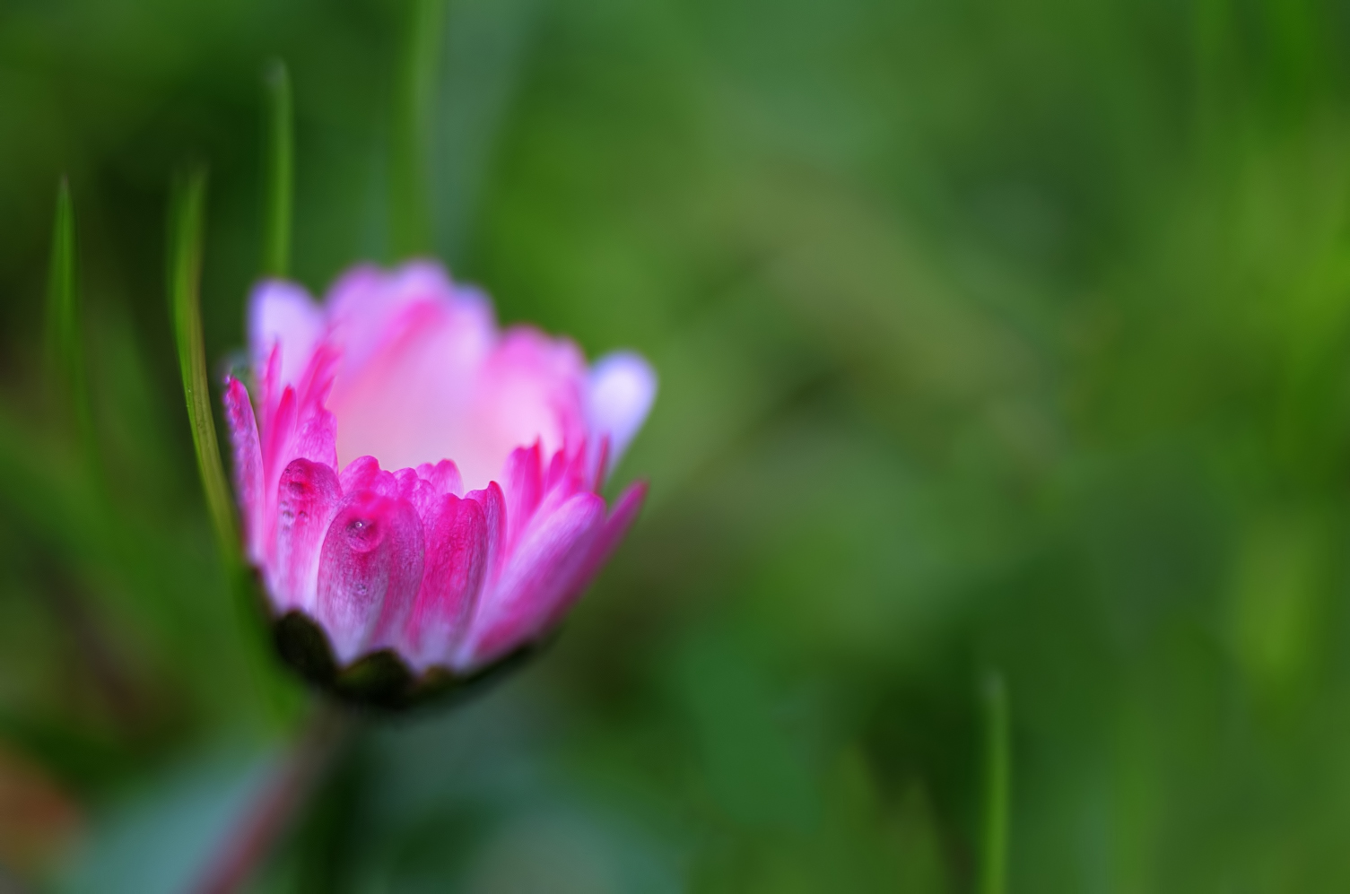 Gänseblümchen