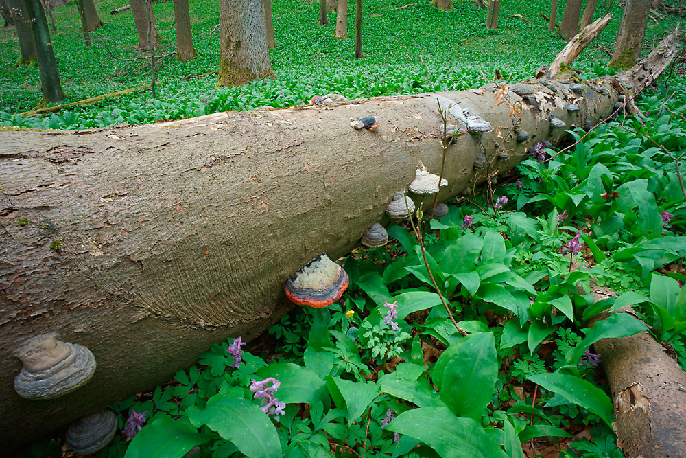 Bärlauchwald