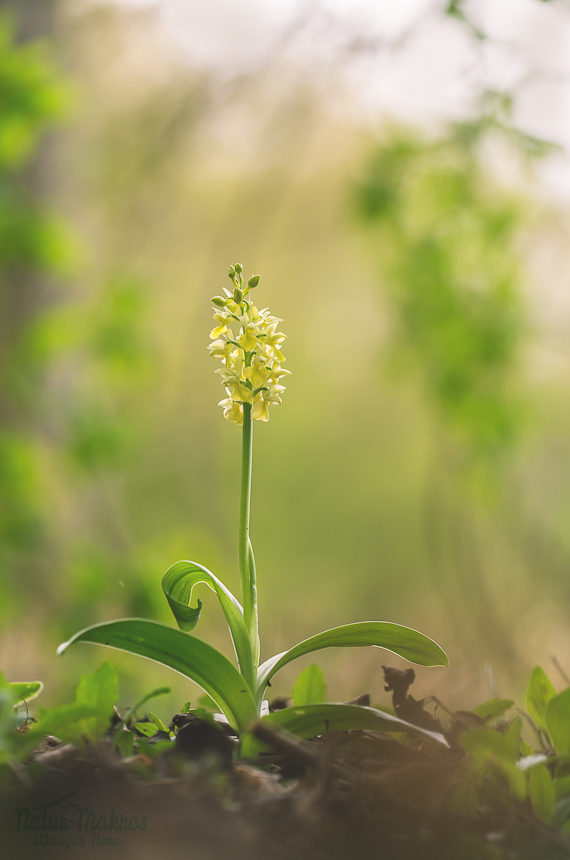 Orchis pallens