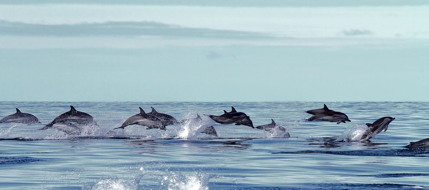 Streifendelfine