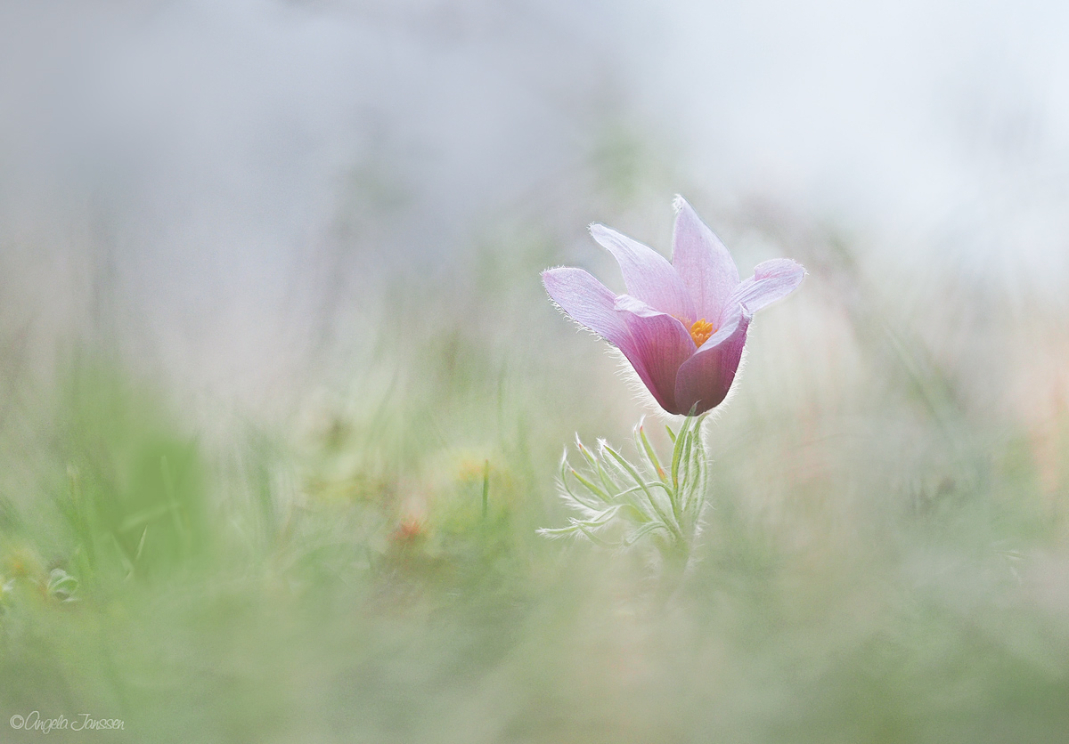 Eine der wenigen rosa farbenen Küchenschellen