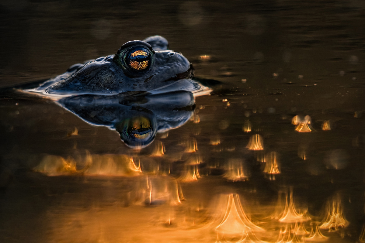 Bufo on fire