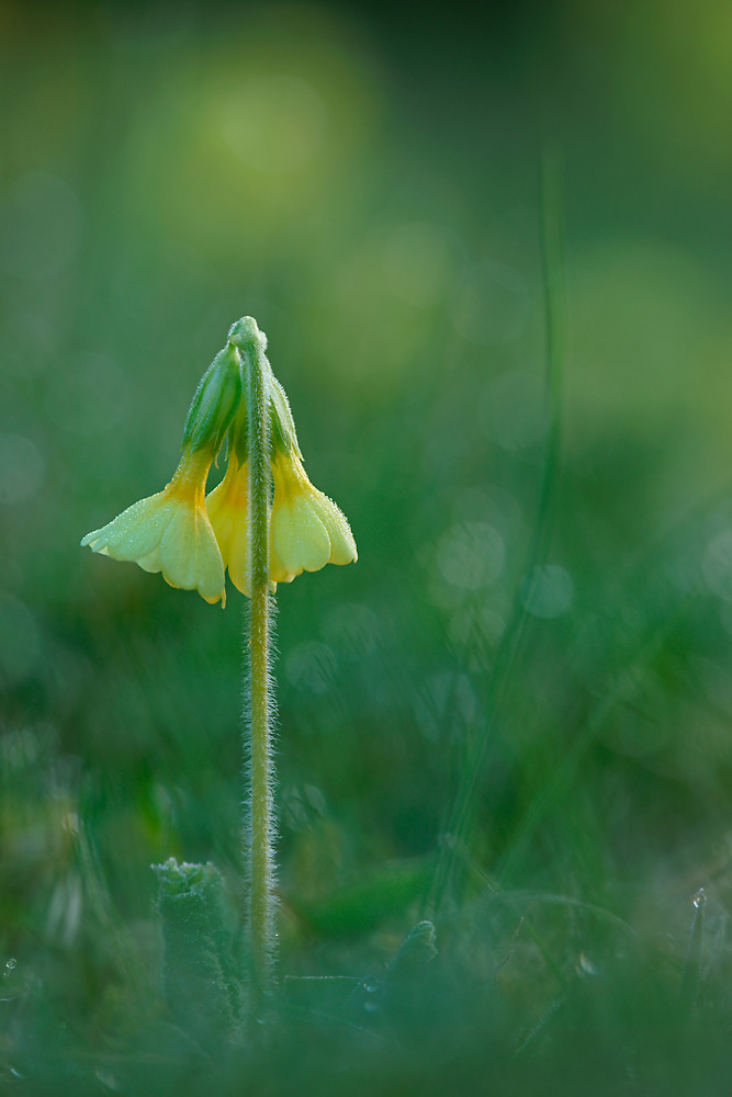 Schlüsselblume