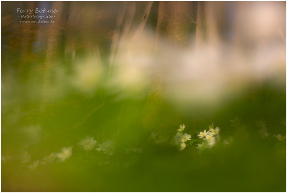 Im Buschwindröschenwald...