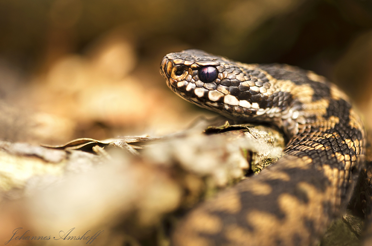 ~~Vipera Berus~~