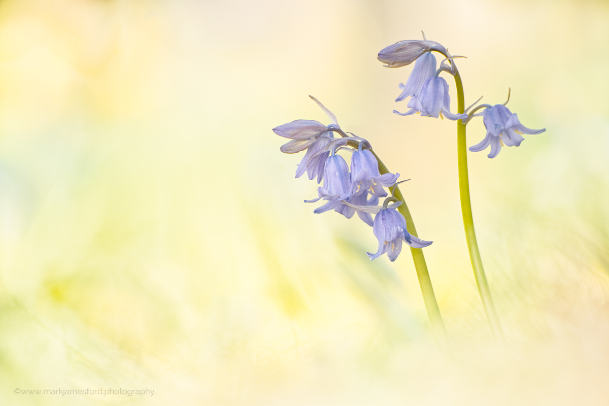 The Blue Bells Of Spring