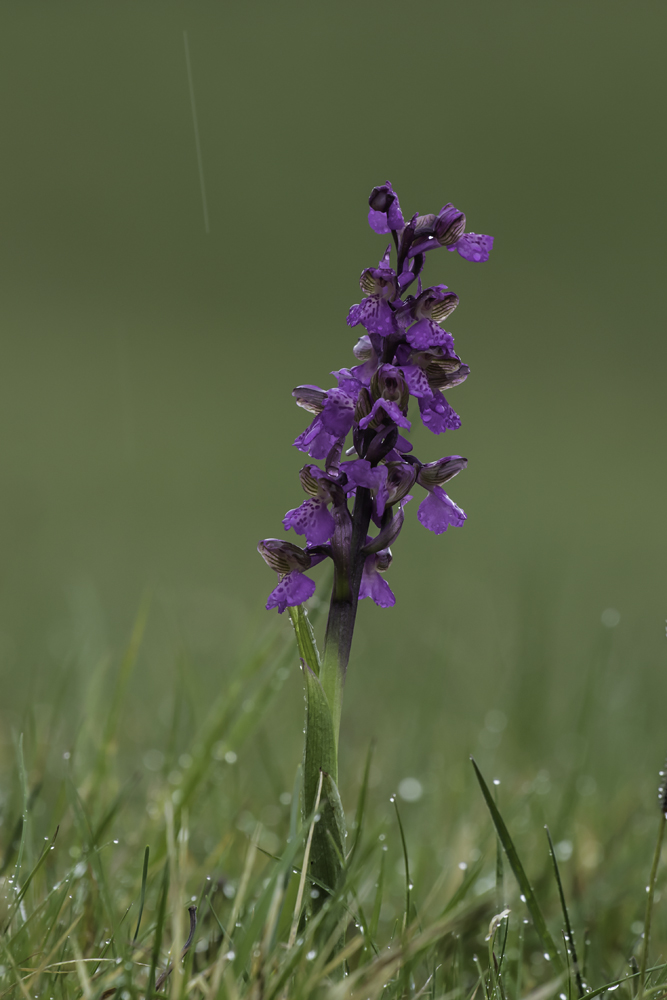 Kleine Orchis