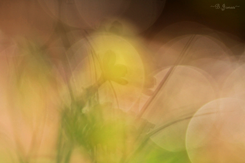Schlüsselblumen-Defocus