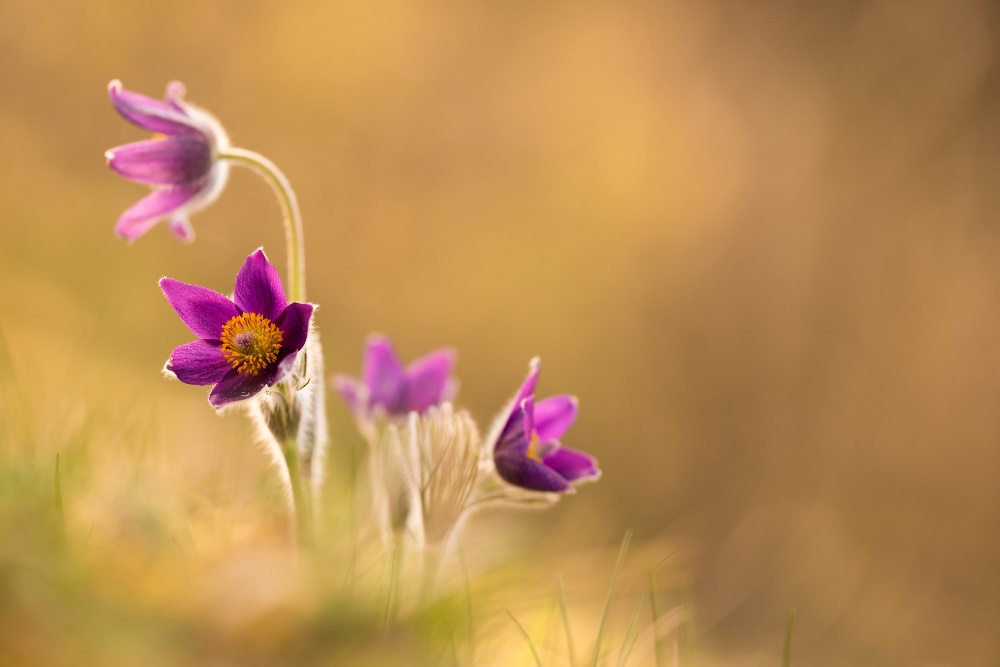 Pulsatilla