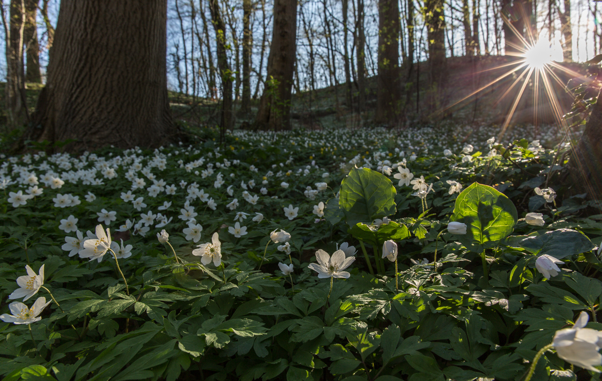 Im Anemonen-Wald