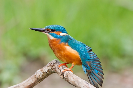 Eisvogel, männlich am Bach vor der Bruthöhle..