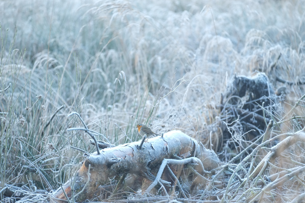 Wintererinnerung