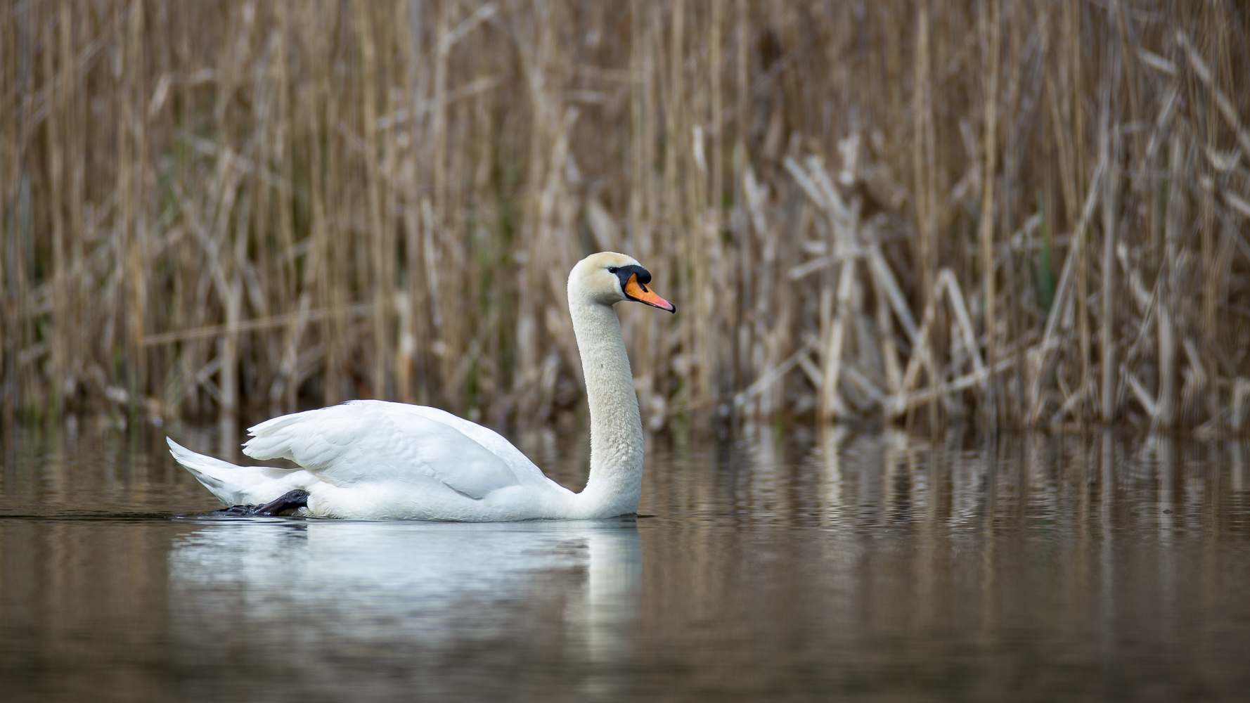 Höckerschwan