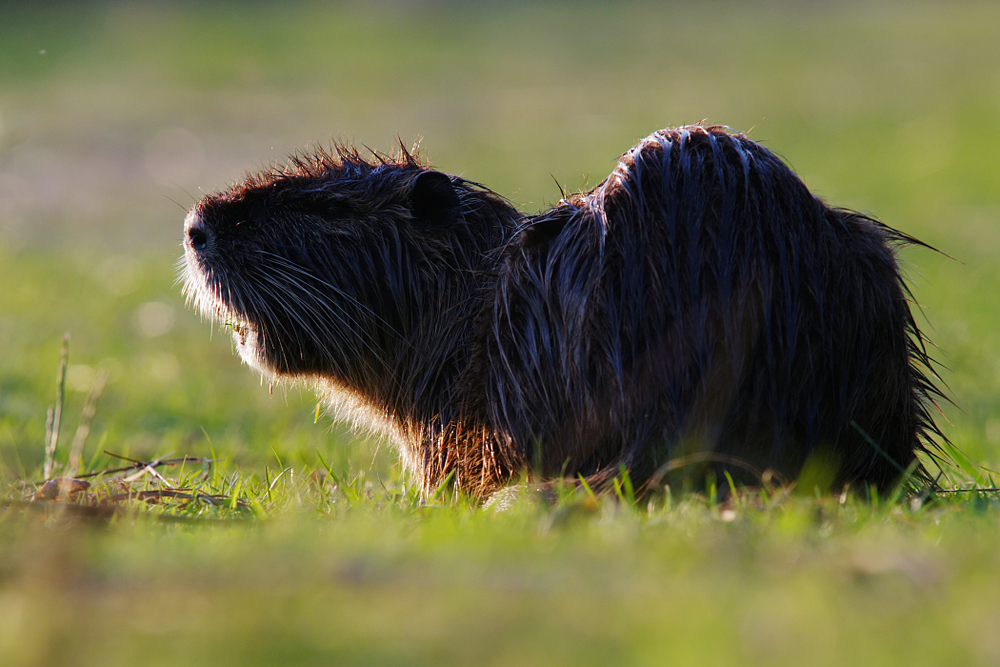 Nutria im Gegenlicht