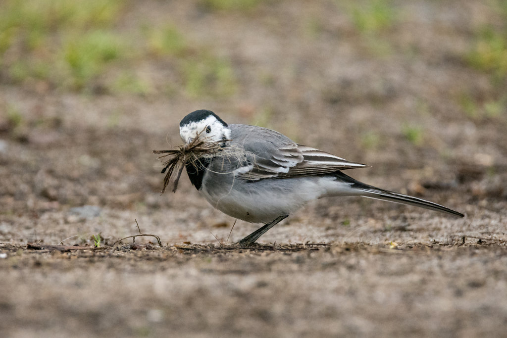 nesting time