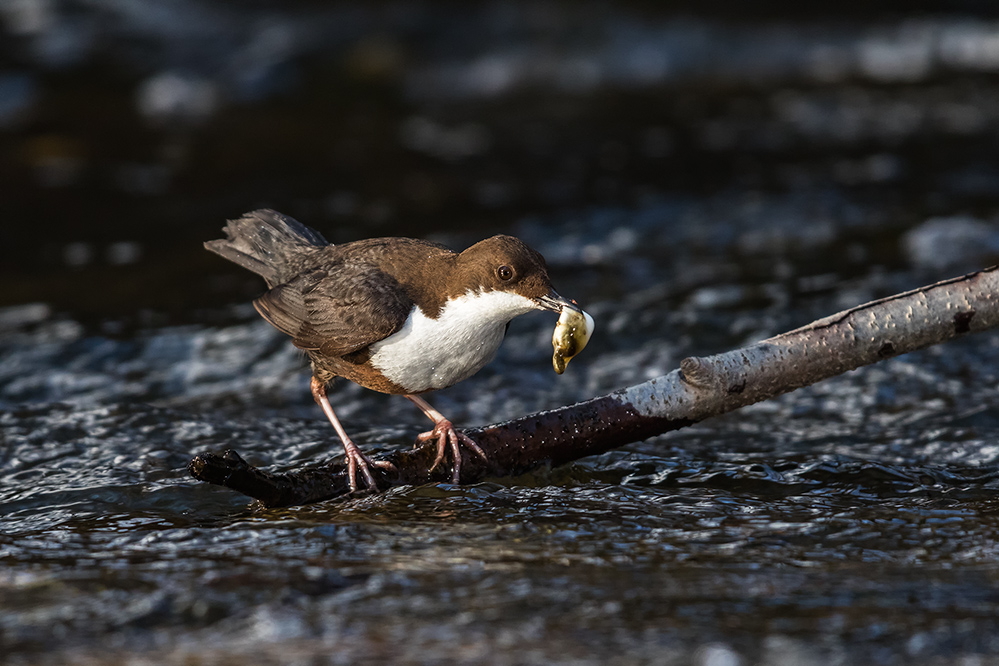 Wasseramsel entsorgt gebrauchte Windel
