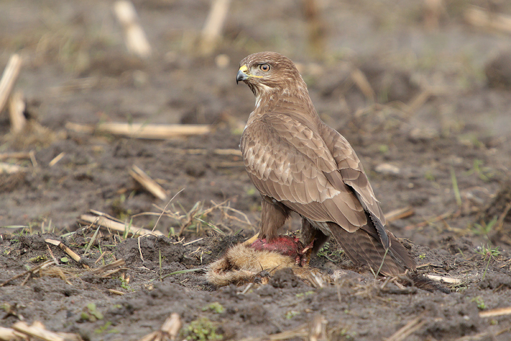 Mäusebussard