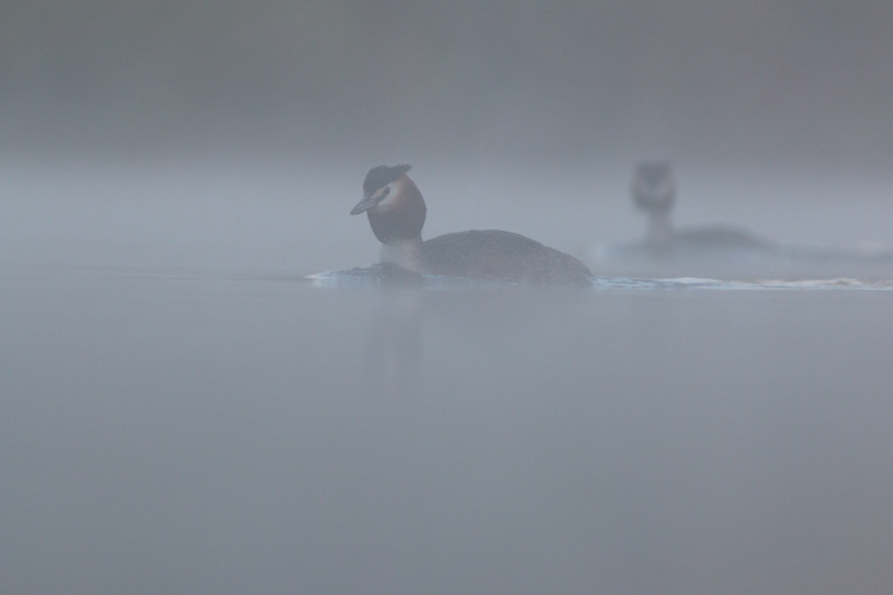 aus dem dichten Nebel