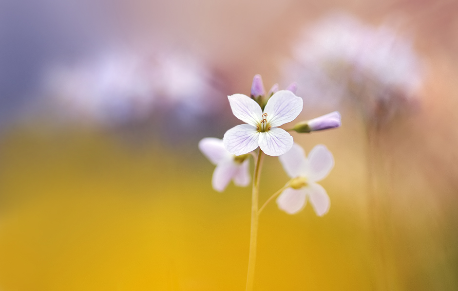 Cardamine pratensis ...