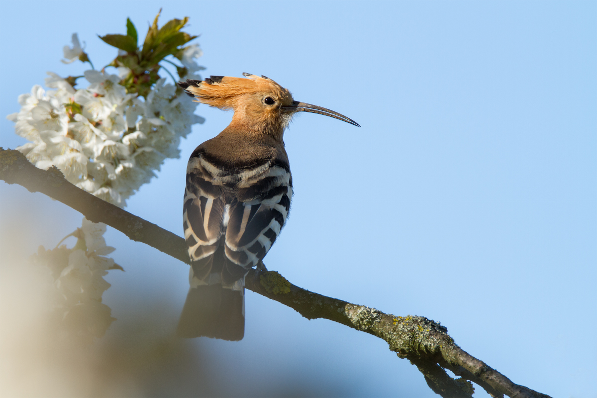 Wiedehopf im Kirschbaum