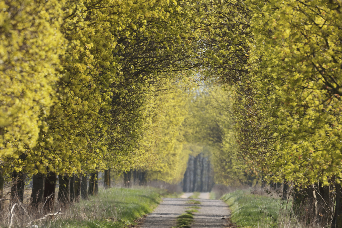 Diese "Nachwende"- Spitzahorn-Allee...