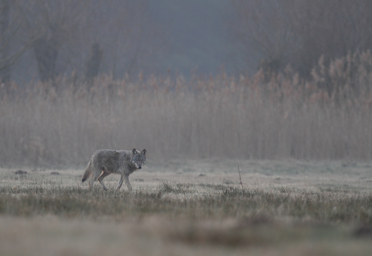 Wolf im Nebel