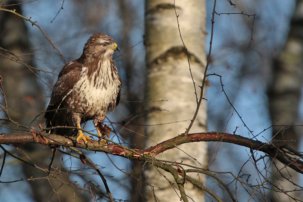 Mäusebussard