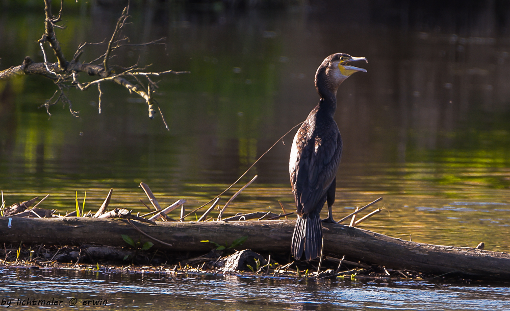 Kormoran am Ruheplatz