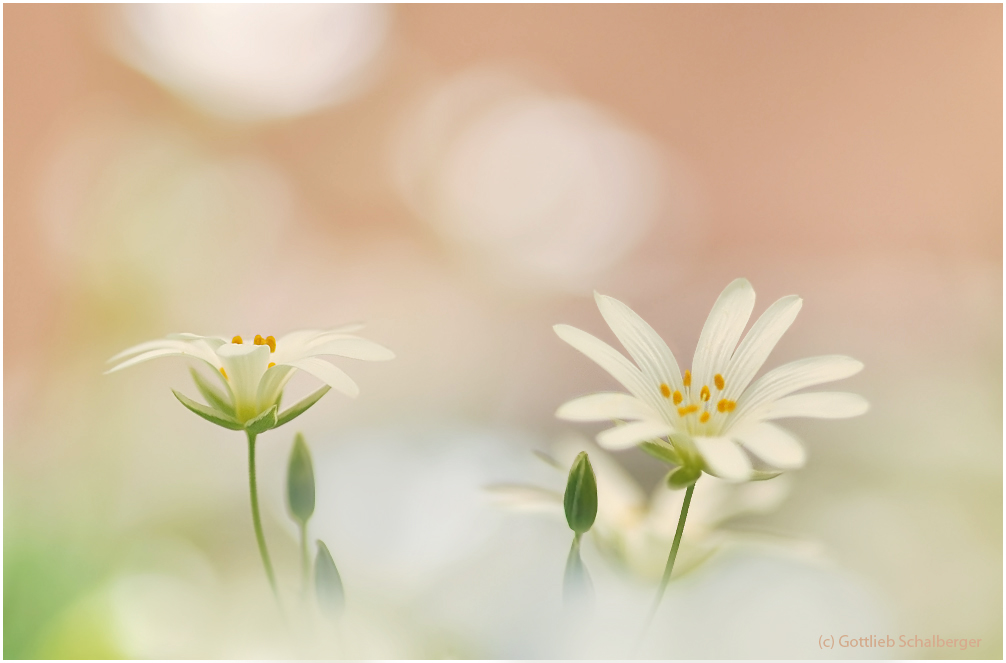 Stellaria holostea