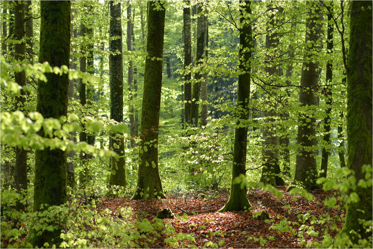 Frühling