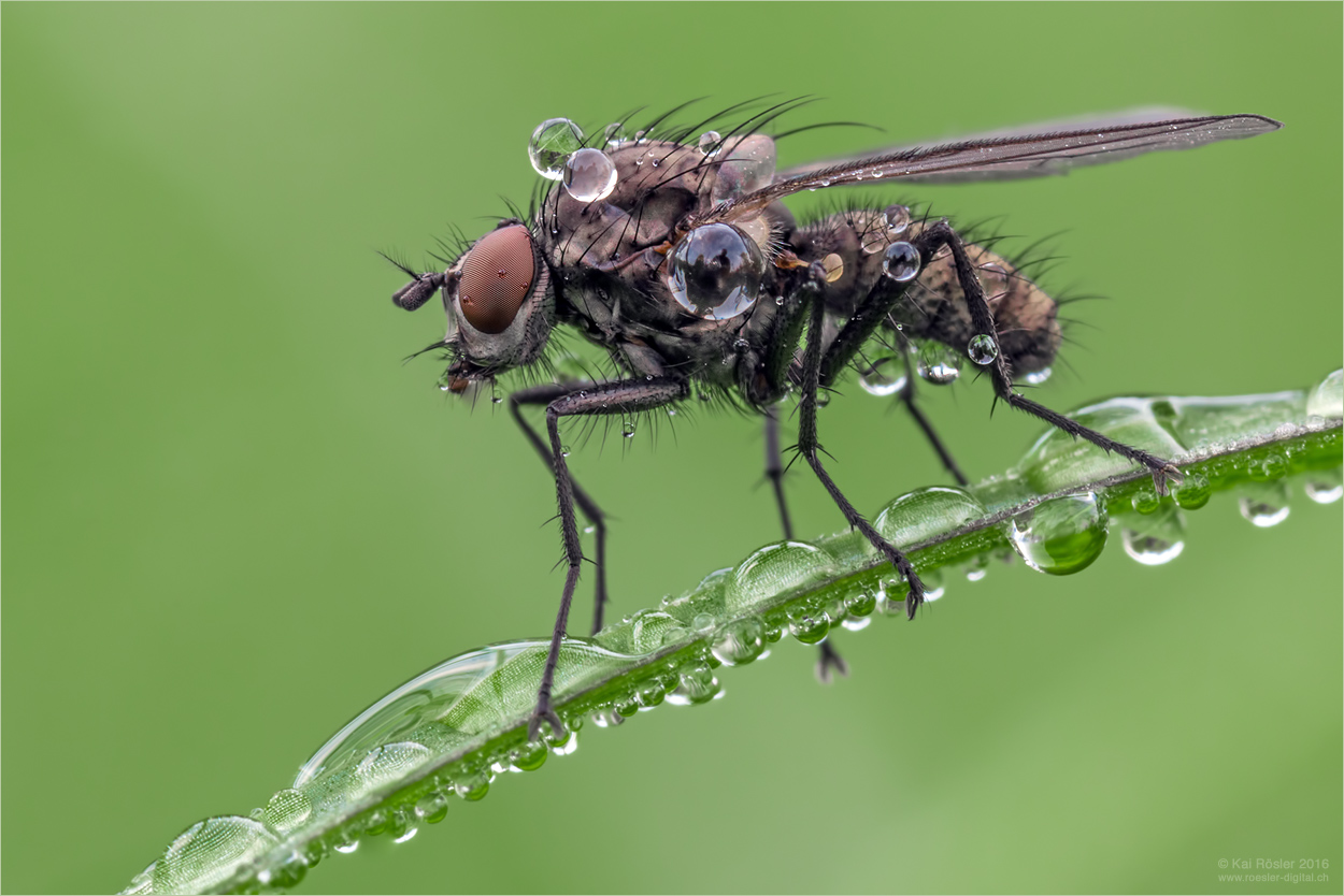 Fliegenzeit