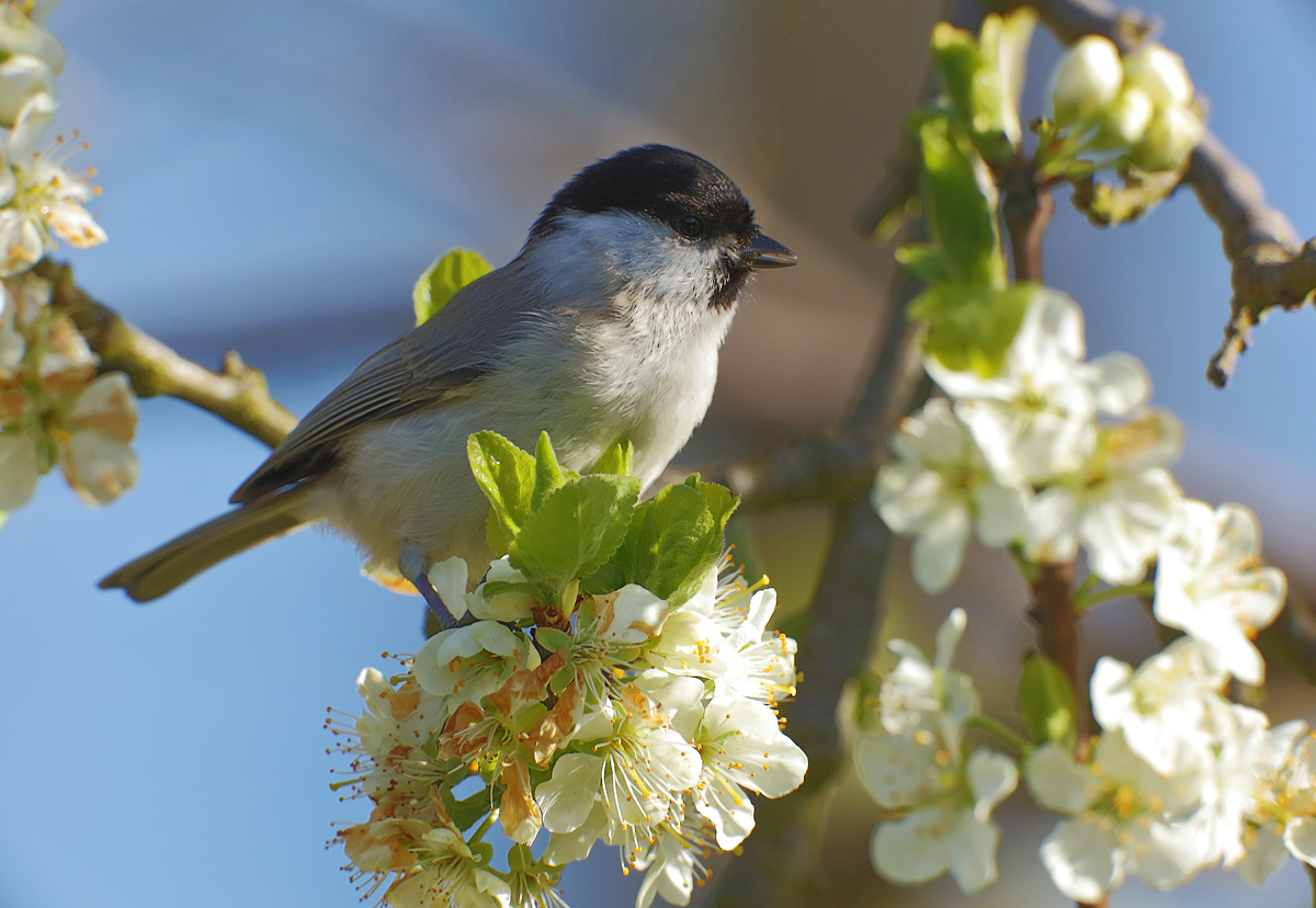 Zwischen Pflaumenblüten....