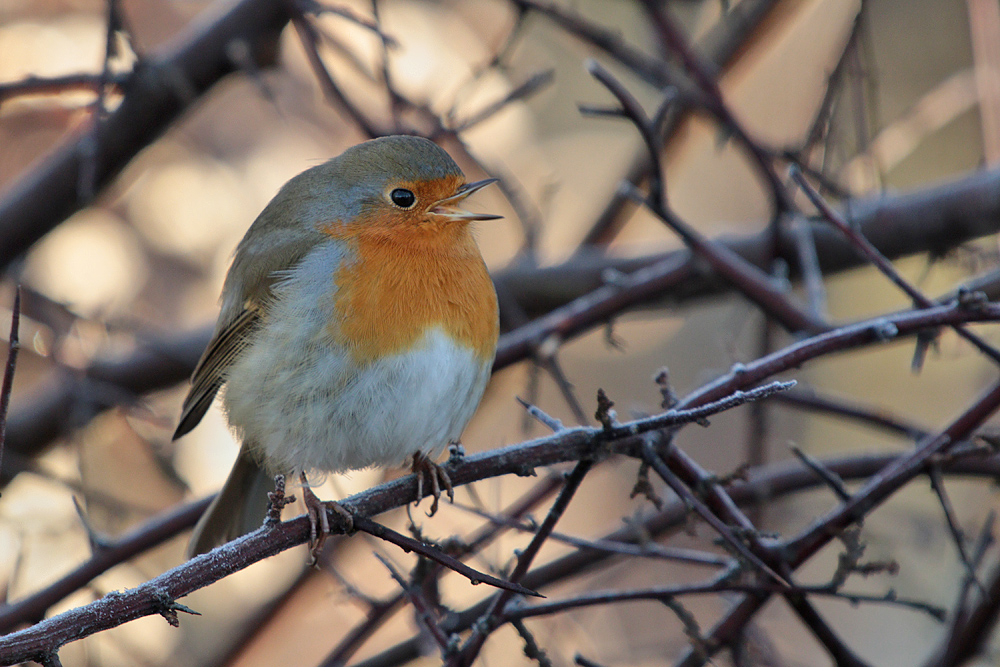 Rotkehlchen im Winterwald
