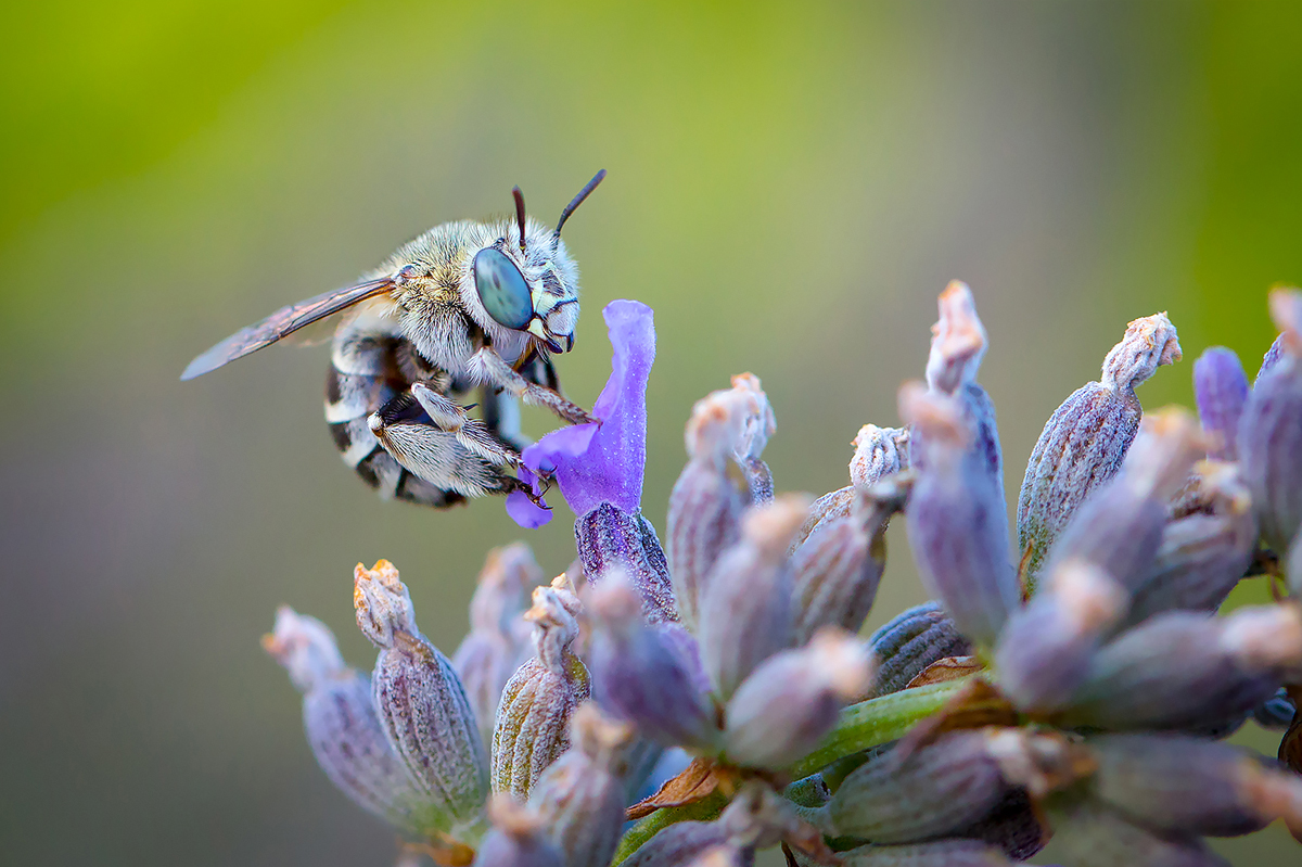 Anthophora bimaculata