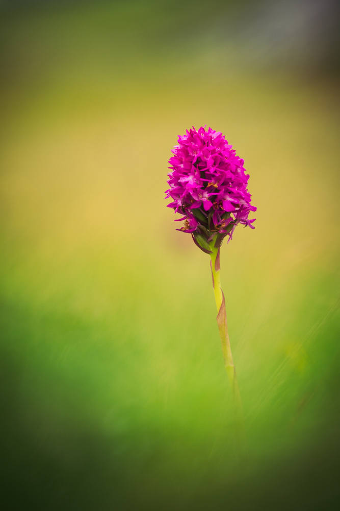 Purpurblütige Fingerwurz (Dactylorhiza purpurella)