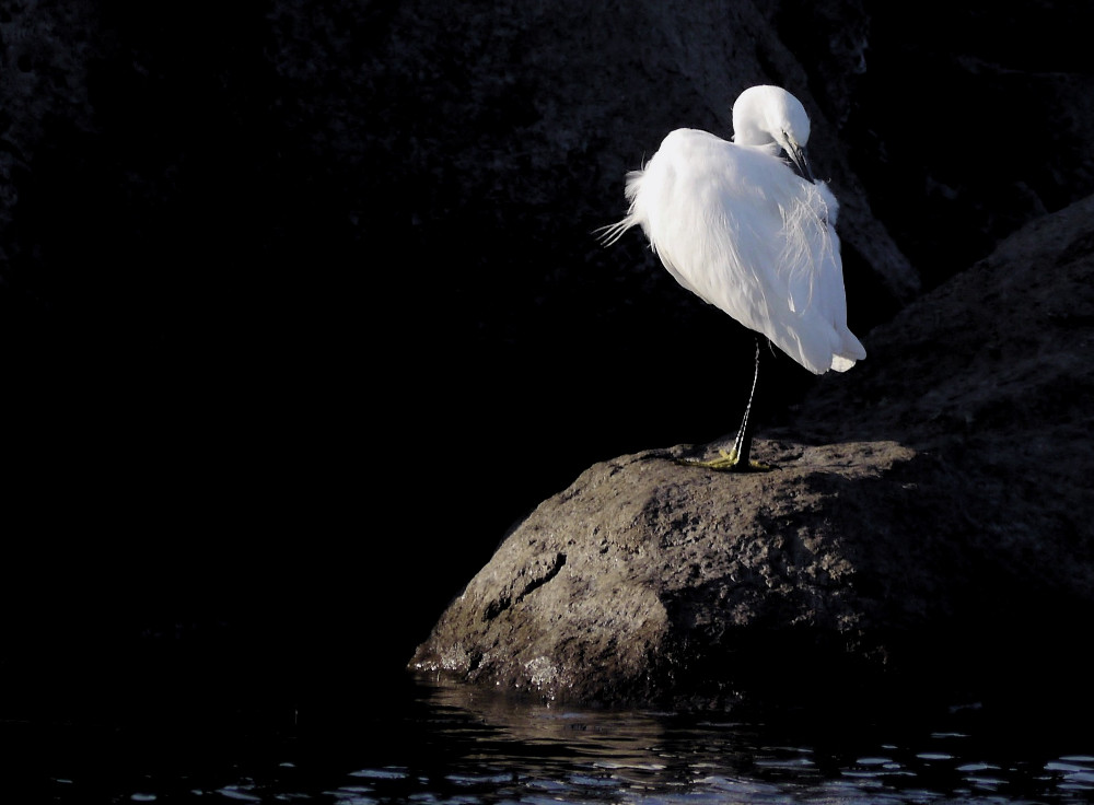 Seidenreiher am Nilufer