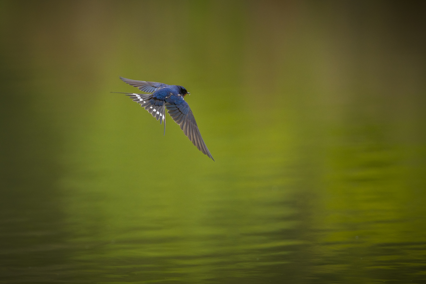 Rauchschwalbe (Hirundo rustica)