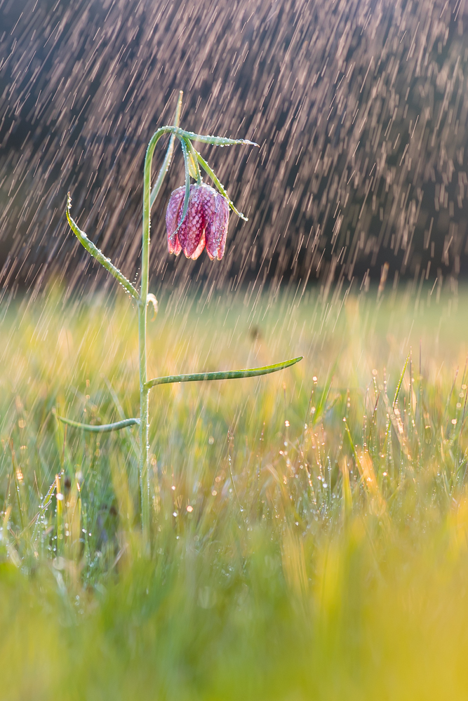 Aprilwetter