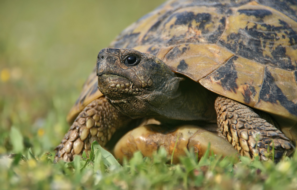 Porträt - Griechische Landschildkröte