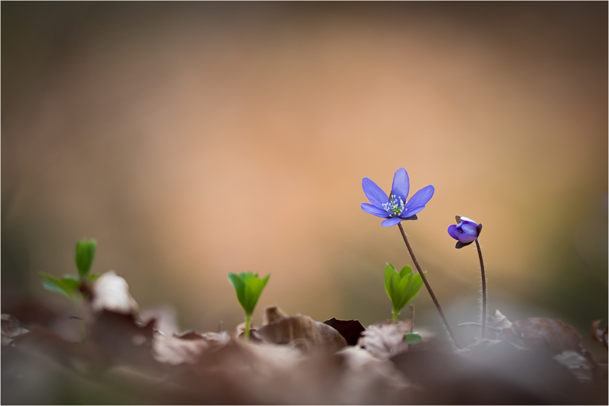 Leberblümchen (Hepatica nobilis)