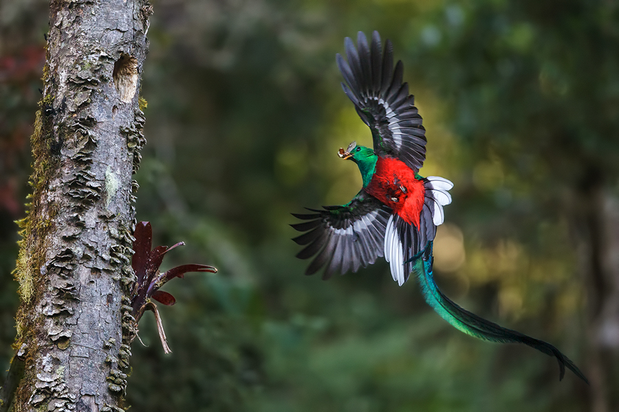 Der Quetzal