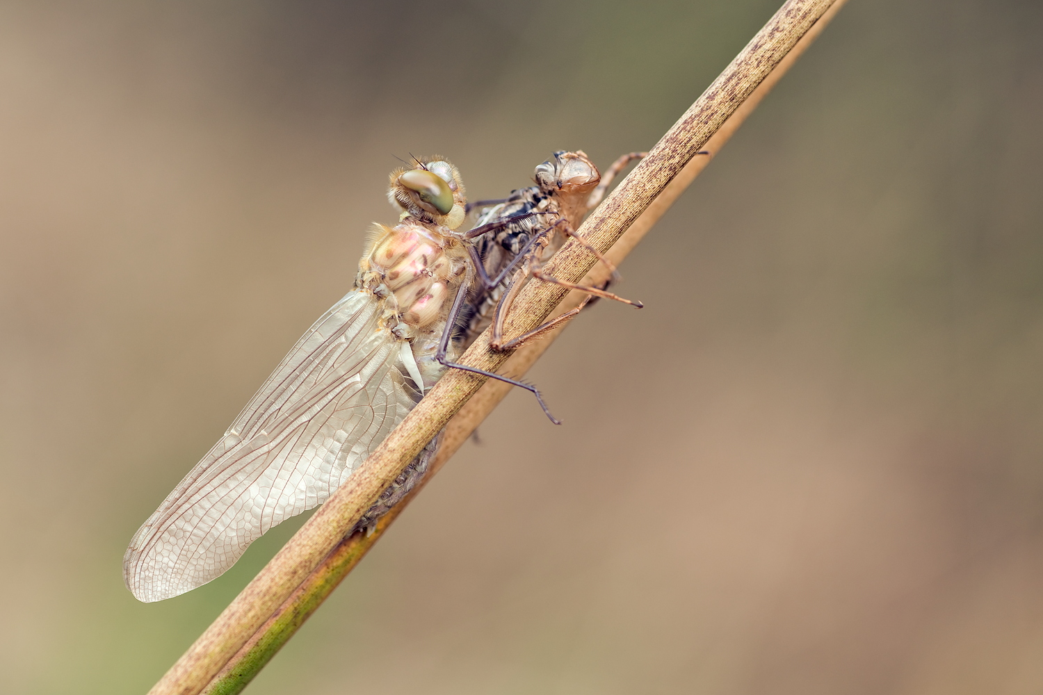 Falkenlibelle