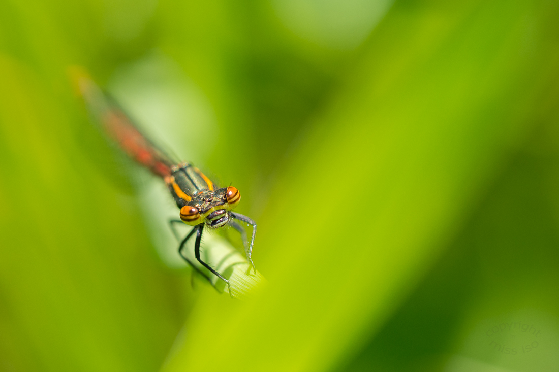 Tief unten in der Vegetation