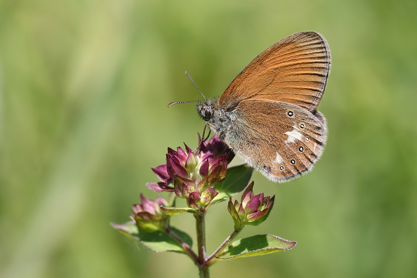 Rotbraunes Wiesenvögelchen (Coenonympha glycerion)