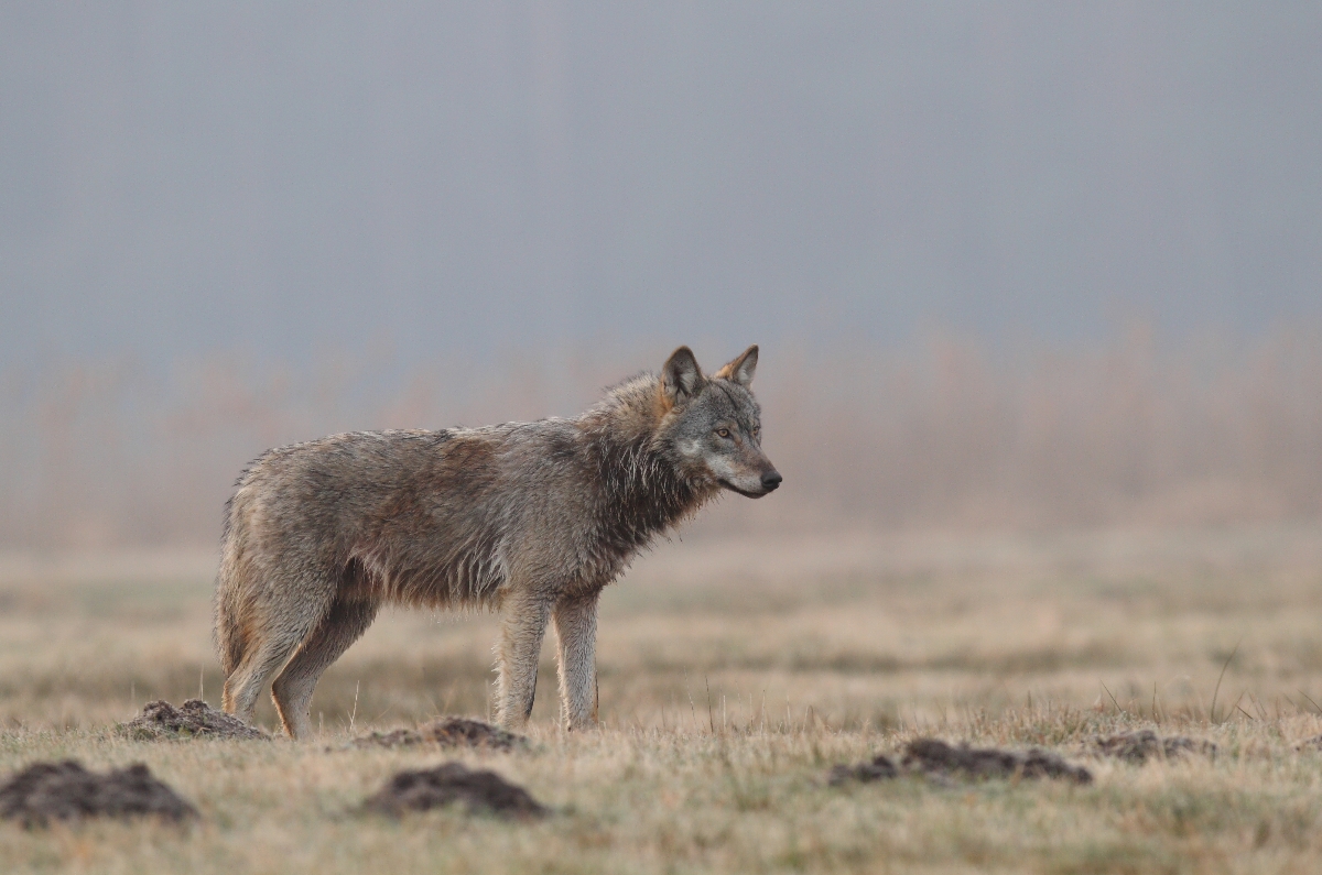 ein schlechter Tag für den Wolf in Deutschland