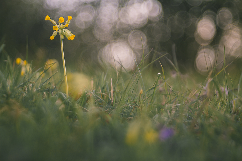 Schlüsselblume im Kringelland