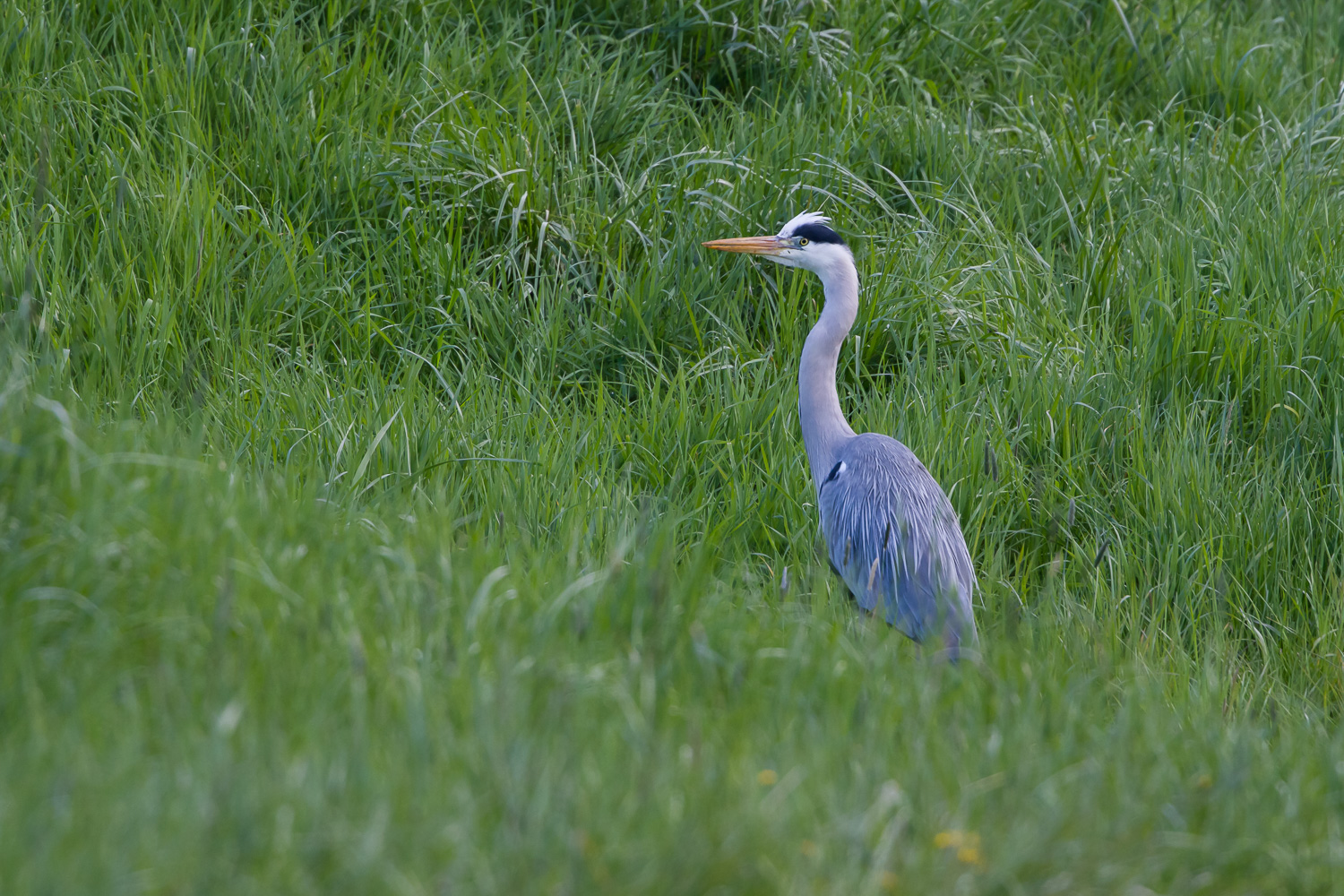 Ganz in Grün